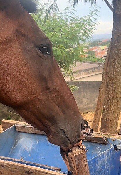 A égua cheirando o cangote da cachorrinha pinscher.