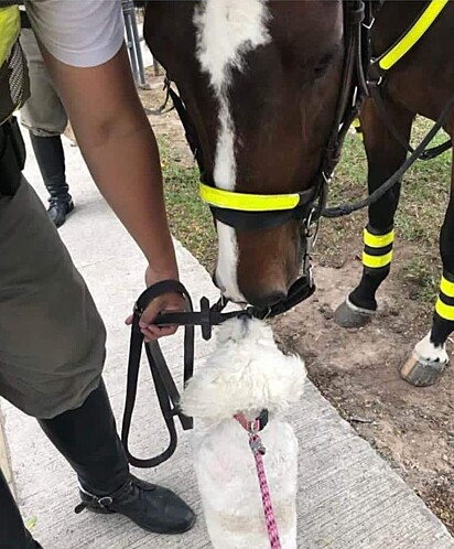 A cachorrinha ficou encantada com o cavalo.