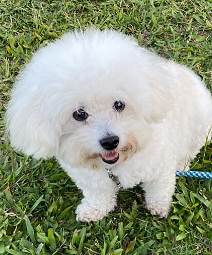 Nina é da raça Bichon Frisé.