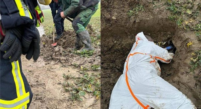 Equipe faz resgate emocionante de animal preso em bueiro - RPet