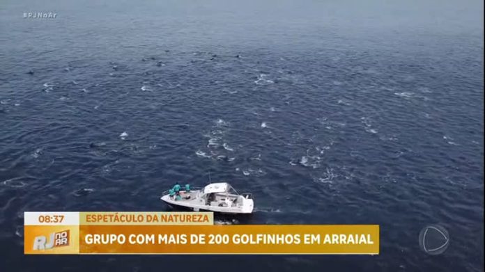 Espetáculo da natureza: golfinhos são flagrados no litoral do RJ - Rio de Janeiro