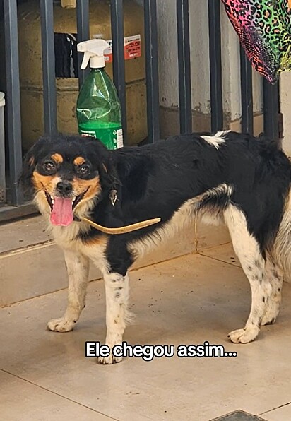 O cão abandonado estava assim quando foi encontrado por Graziela Maia.