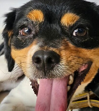 Bone entrou na casa da família para tomar água e nunca mais saiu.