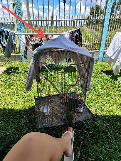 A porta da gaiola estava aberta para as aves voarem quando se sentissem à vontade.