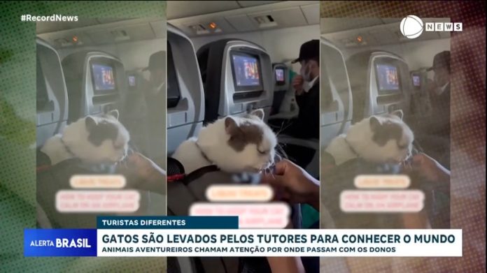 Fofura a bordo! Gatos são levados pelos tutores para viajar ao redor do mundo - Notícias