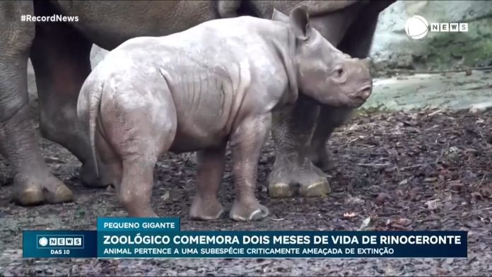 Fofura máxima: zoológico dos EUA comemora dois meses de vida de rinoceronte ameaçado de extinção - Notícias