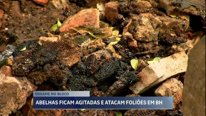 Foliões são surpreendidos por enxame de abelhas durante bloco de Carnaval em BH