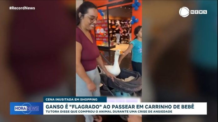 Ganso chama a atenção ao passear no shopping em carrinho de bebê - Notícias