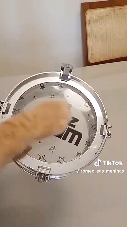 O gato tocando pandeiro.