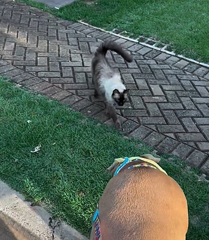 O gatinho Thor vai ao encontro de Zara para cumprimentá-la.