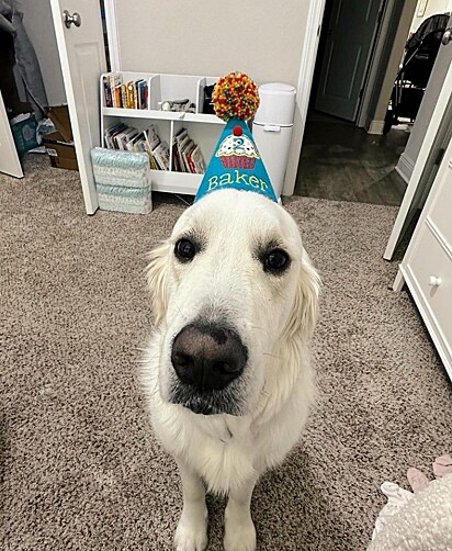 Bager é um cachorro muito doce e gentil.