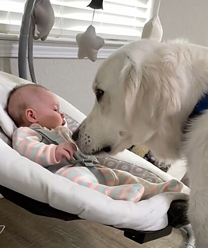 O cachorro golden retriever ama ficar perto do bebê.