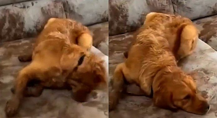 Golden retriever surpreende tutores ao redecorar o sofá - RPet