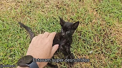 O gatinho e seu irmão estão internados em uma clínica veterinária.