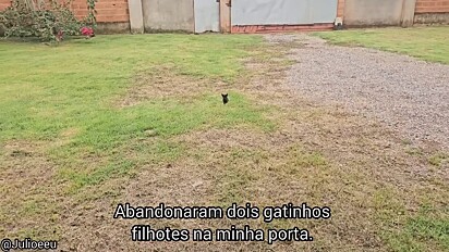 O gato foi deixado no quintal.