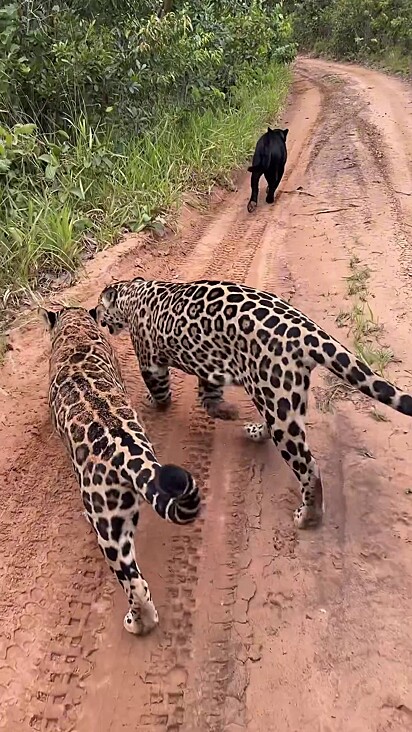 Apesar da bagunça os animais respondem pelo nome.