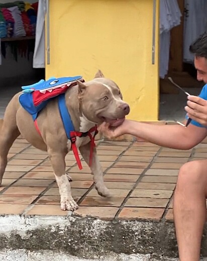  Juninho caminhava com o tutor quando o desconhecido o provocou.