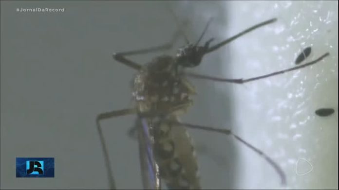 Informações falsas sobre o combate à dengue circulam pela internet; veja o que dizem os especialistas - Notícias