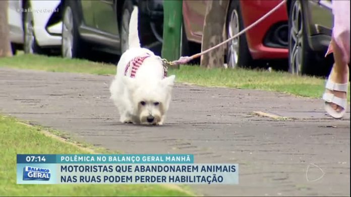 Itália quer tirar habilitação de motoristas que abandonarem animais - RecordTV