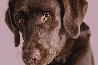 Dori é uma labradora de dois anos.