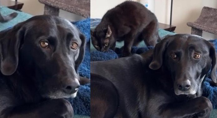 Labradora tem reação hilária após ser 'golpeada' por seu irmão felino - RPet