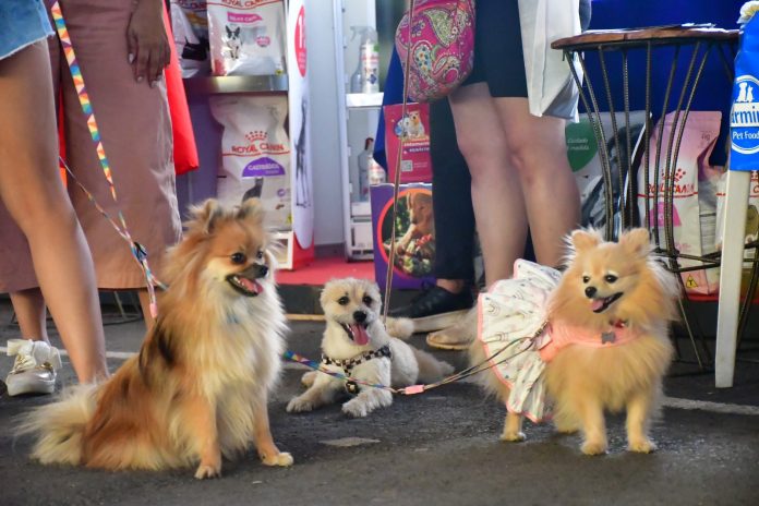 Lazer Pet Stop oferece diversão para animais de estimação e seus tutores