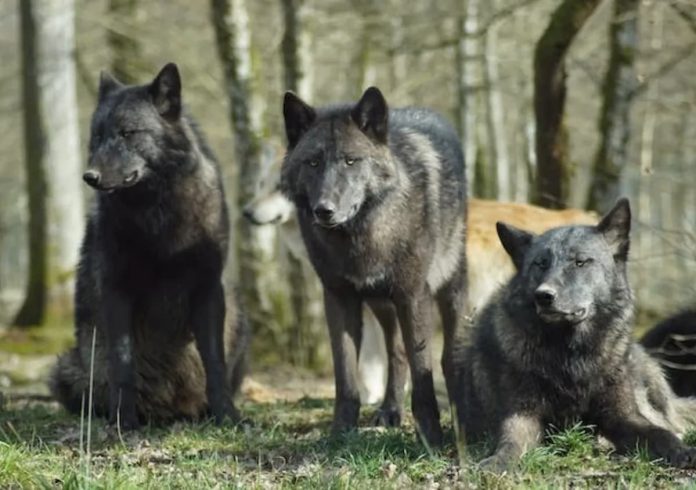 Lobos resistem ao câncer mesmo sob a radiação de Chernobyl