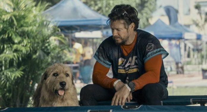 Mark Wahlberg e seu cachorro superam limites no trailer de ‘Uma Prova de Coragem’ - Cinema