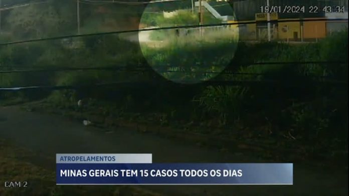 Média de atropelamentos chega a quinze pessoas por dia em MG