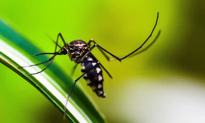 Ministério da Saúde quer mobilização contra a dengue em escolas a partir de março