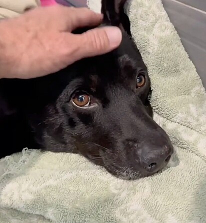 O labrador teve traumatismo craniano, paralisia completa e perdeu o movimento das patas traseiras.