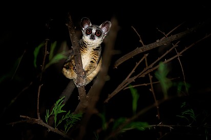 Existem pelo menos 20 espécies de galagos.