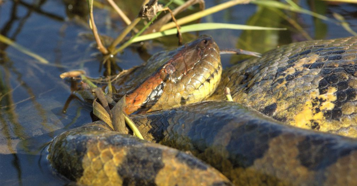 Nova espécie de cobra é encontrada com ajuda de Will Smith