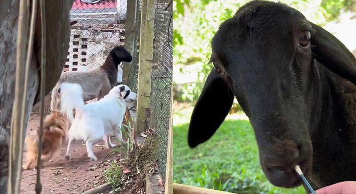 Ovelha 'tem certeza' de que é um cachorro e resultado surpreende - RPet