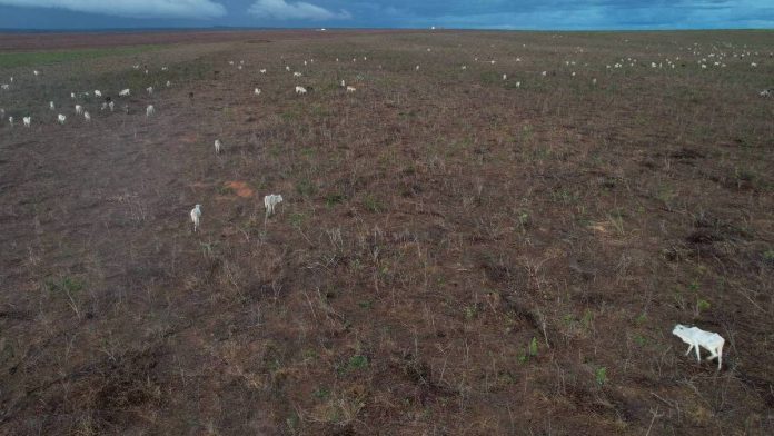 Pastagens representam 28% das áreas atingidas por incêndios em 2023 - Notícias