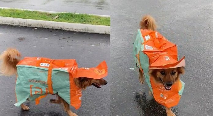 Patricinha da comunidade: canina viraliza com capa de chuva feita de sacola de supermercado - RPet