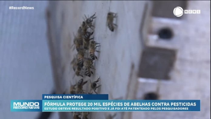 Pesquisadores colombianos criam antídoto para combater a extinção de abelhas - Notícias