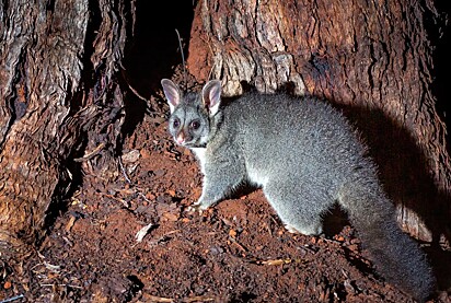 Os gambás enfrentam muitas ameaças: perda de habitat, incêndios florestais e predação