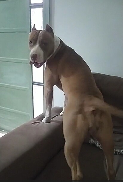 Lua é uma doce pit bull que adora ficar na porta cuidando da vida alheia.