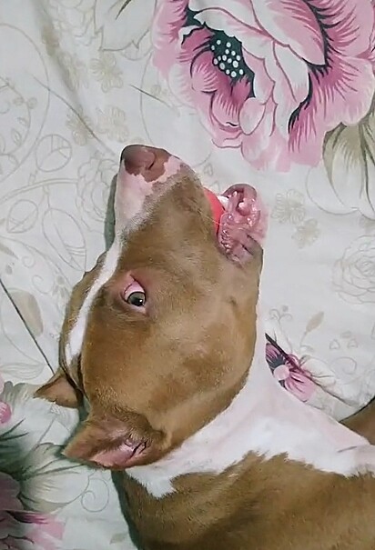 A pit bull brava é, na verdade, um verdadeiro amorzinho. 