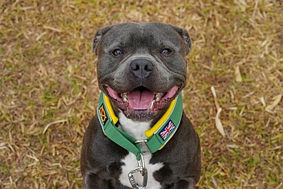 Venom é o tipo de cachorro que não gosta de banho.