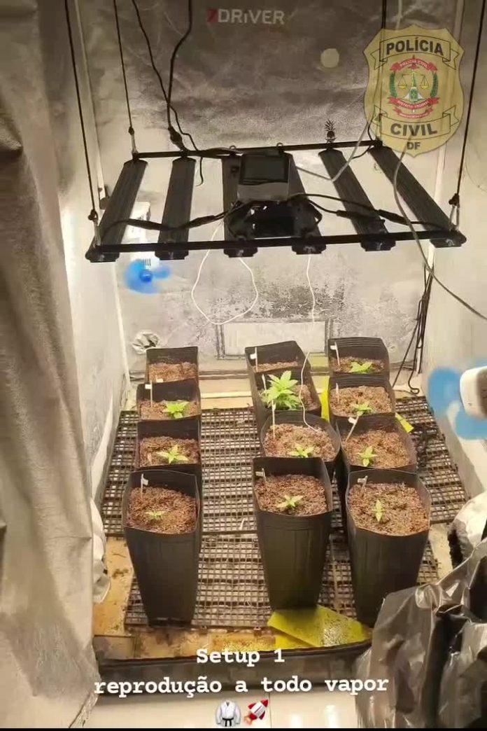 Polícia prende grupo especializado em venda de sementes de maconha pela internet - Notícias