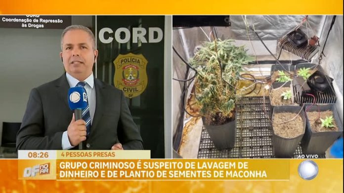 Polícia prende grupo suspeito de lavagem de dinheiro e de plantio de sementes de maconha - Brasília