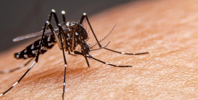 Possível super mosquito da dengue está deixando o Brasil inteiro com medo