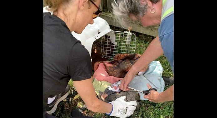 Profissionais são chamados para resgatar animal preso em rede de futebol - que bicho é esse? - RPet