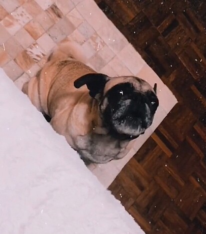 Fred estava internado no Hospital Veterinário Floresta, em Porto Alegre.