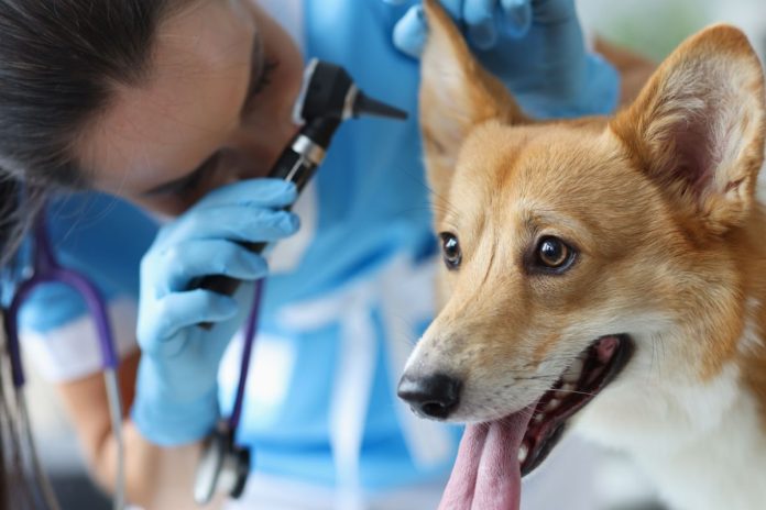 Quais raças de cachorro vivem mais? Ciência já tem a resposta