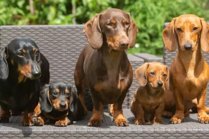 Qual raça de cachorro vive mais tempo? Estudo traz a resposta