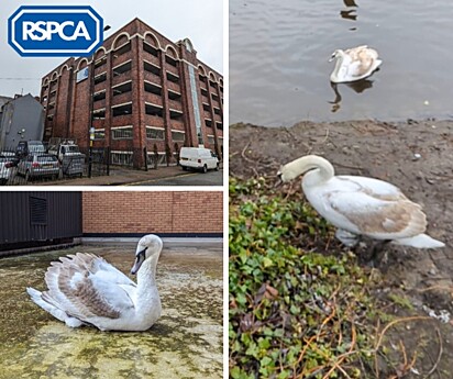 O cisne não conseguia voltar para seu habitat.