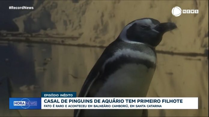 Raridade: casal de pinguins de aquário tem primeiro filhote em Santa Catarina - Notícias